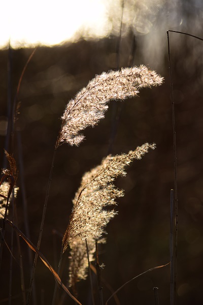Geltow, an der Baumgartenbr�cke