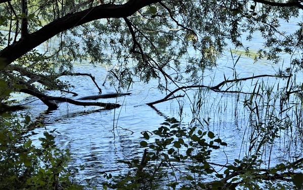 Die Natur am Petzinsee