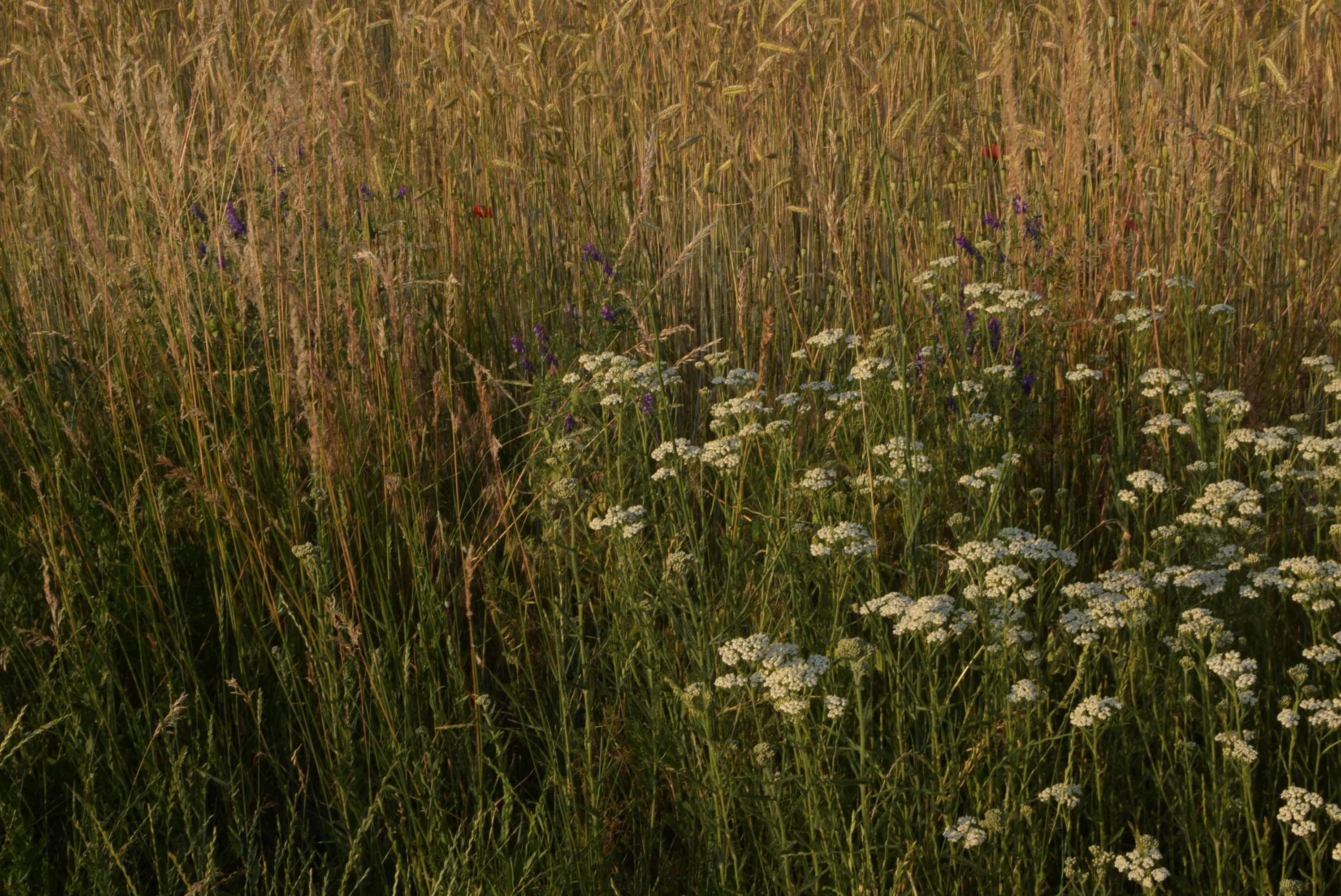 Sommer