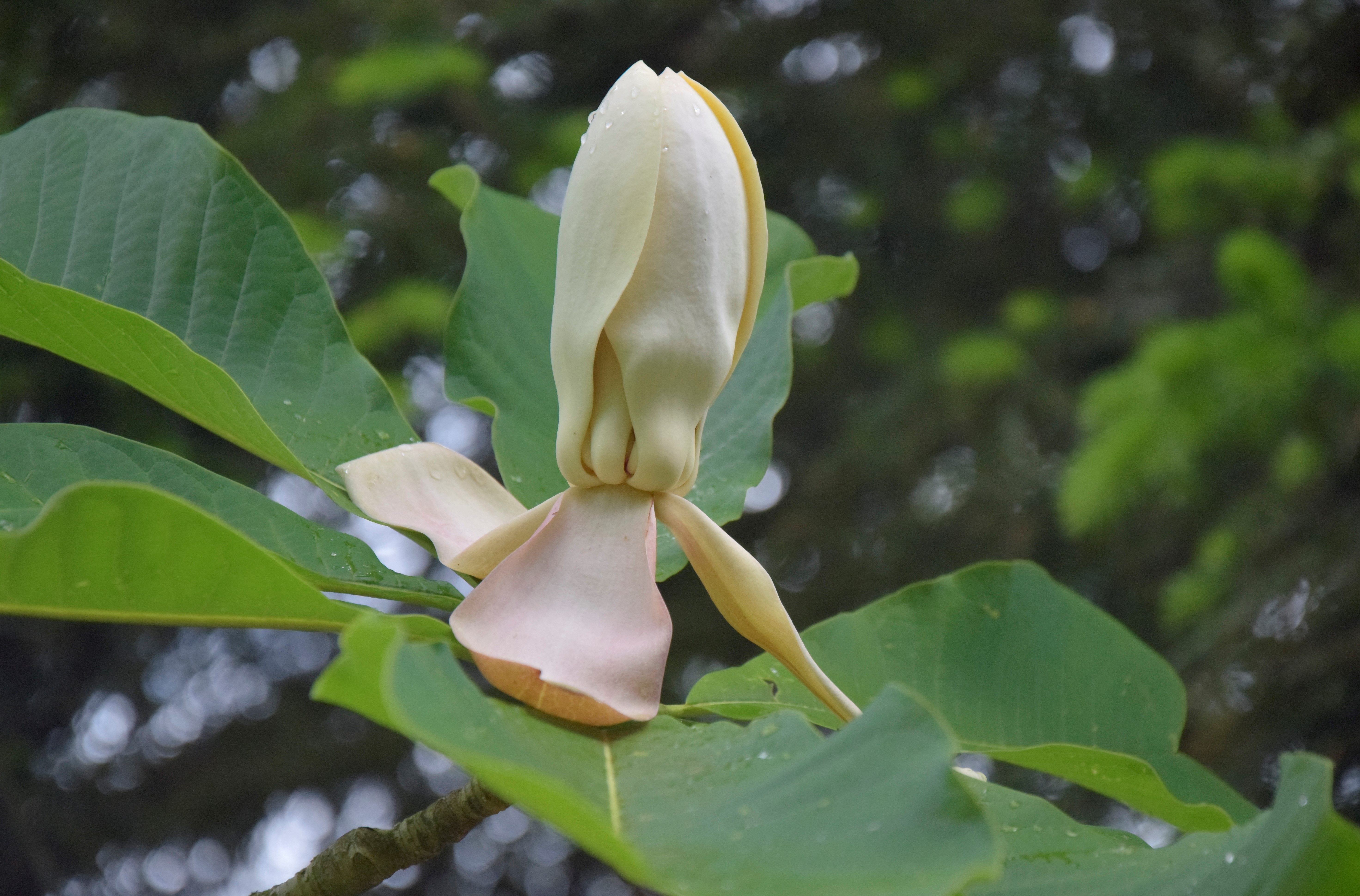 aus dem Paradiesgarten