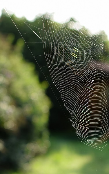 Spinnennetz
