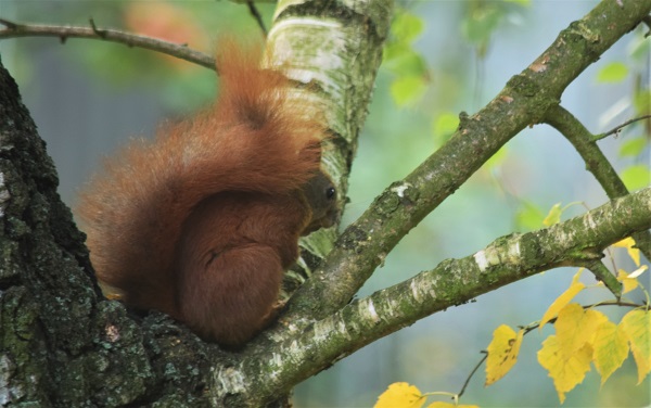 Eichhörnchen an Birke