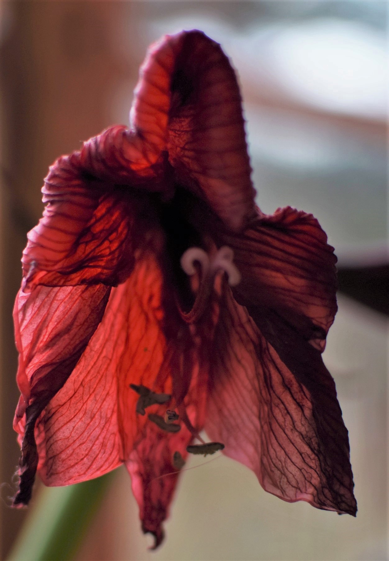 Amaryllis