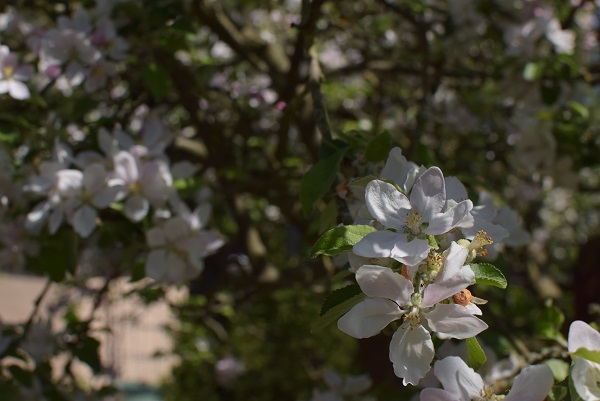 Apfelblüte