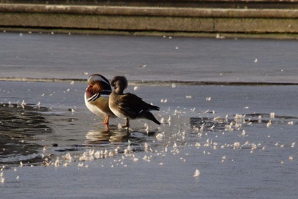 Enten in Sanssouci
